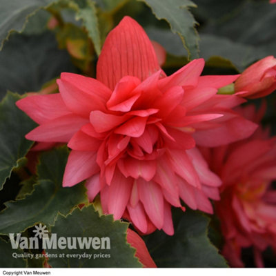 Begonia Funky Pink Garden Ready 15 Garden Ready Plants - 4