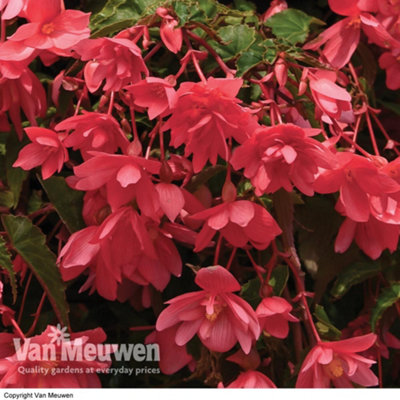 Begonia Funky Pink Garden Ready 15 Garden Ready Plants - 5