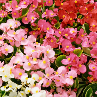 Begonia Heaven Mix Vibrant Selection of Garden Ready Bedding Plants 6 Pack