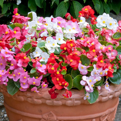 Begonia Heaven Mix Vibrant Selection of Garden Ready Bedding Plants 6 Pack