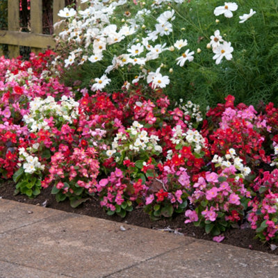 Begonia Heaven Mix Vibrant Selection of Garden Ready Bedding Plants 6 Pack - 3
