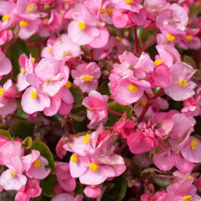 Begonia Heaven Pink Flowering Outdoor Bedding Plug Plants Garden Ready 6 Pack