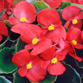 Begonia Heaven Red Vibrant Compact Garden Ready Bedding Plants 6 Pack
