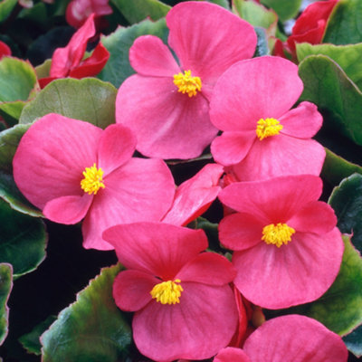 Begonia Heaven Rose Vibrant Compact Garden Ready Bedding Plants 6 Pack