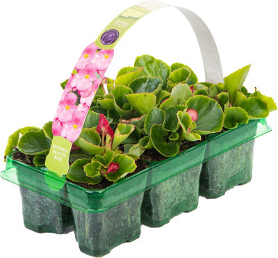 Begonia Heaven Rose Vibrant Compact Garden Ready Bedding Plants 6 Pack