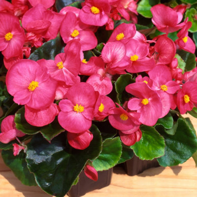 Begonia Heaven Rose Vibrant Compact Garden Ready Bedding Plants 6 Pack - 3