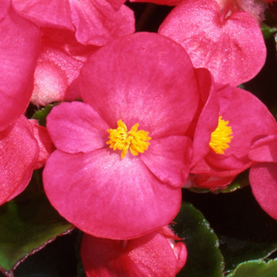 Begonia Heaven Rose Vibrant Compact Garden Ready Bedding Plants 6 Pack - 4