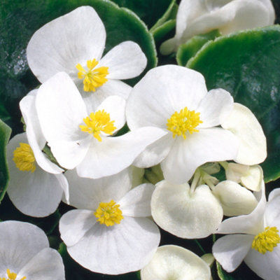 Begonia Heaven White Vibrant Compact Garden Ready Bedding Plants 6 Pack