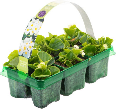 Begonia Heaven White Vibrant Compact Garden Ready Bedding Plants 6 Pack