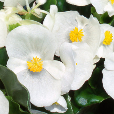 Begonia Heaven White Vibrant Compact Garden Ready Bedding Plants 6 Pack - 4