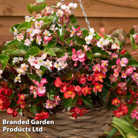 Begonia Hula Mixed Collection -  24 Plug Plants - Summer Colour, Ideal For Containers