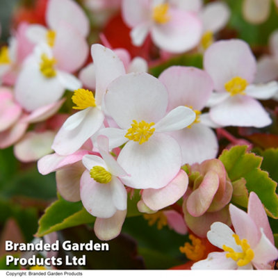 Begonia Hula Mixed Collection -  24 Plug Plants - Summer Colour, Ideal For Containers