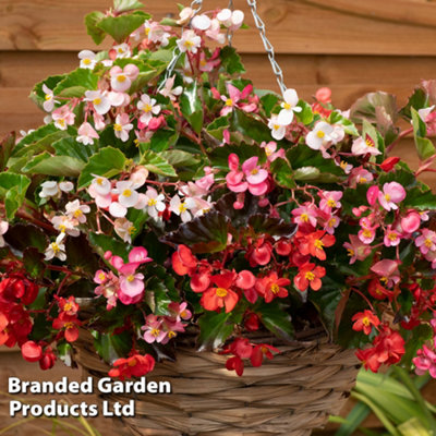 Begonia Hula Mixed Garden Ready 15 Tray x 1