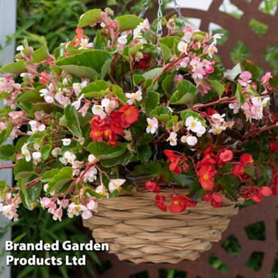Begonia Hula Mixed Garden Ready 15 Tray x 1
