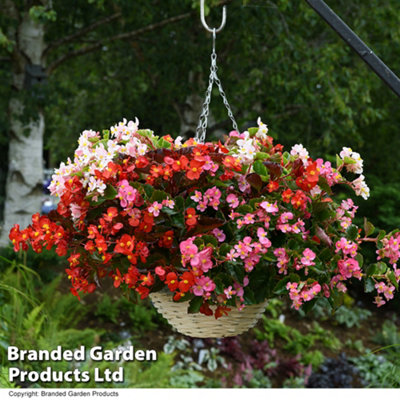 Begonia Hula Mixed Garden Ready 15 Tray x 1 - 3