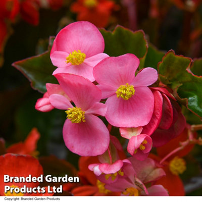 Begonia Hula Mixed Garden Ready 15 Tray x 1 - 5