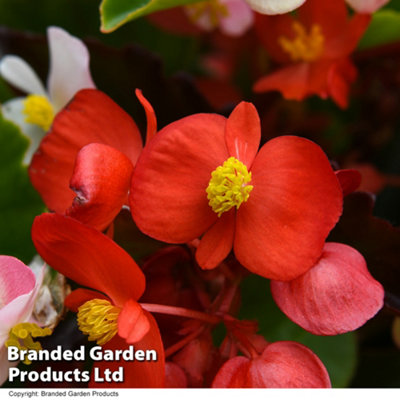Begonia Hula Mixed Garden Ready 15 Tray x 1 - 6