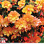 Begonia Illumination Apricot Shades Improved 6 Plug Plants - Ideal for Hanging Baskets, Patio Containers & Window Boxes