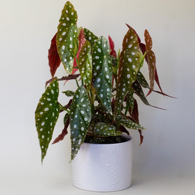 Begonia Maculata in a 13cm Nursery Pot