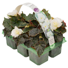 Begonia Mocca White Basket Plants: Pure Elegance, Dark Foliage, 6 Pack Purity (Ideal for Baskets)
