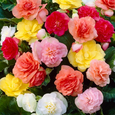 Begonia Non-Stop 10 x Garden Ready Plants  Butterfly & Bee Friendly Patio Plants for Gardens
