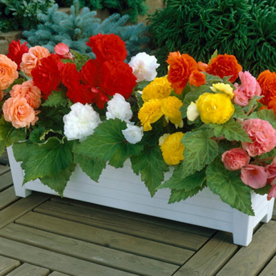 Begonia Non-Stop 10 x Garden Ready Plants  Butterfly & Bee Friendly Patio Plants for Gardens - 3