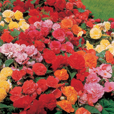 Begonia Non-Stop 10 x Garden Ready Plants  Butterfly & Bee Friendly Patio Plants for Gardens - 4