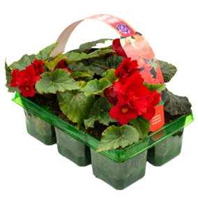 Begonia Non-Stop Dark Red Basket Plants: Continuous Blooms, Romantic Red, 6 Pack Elegance (Ideal for Baskets)