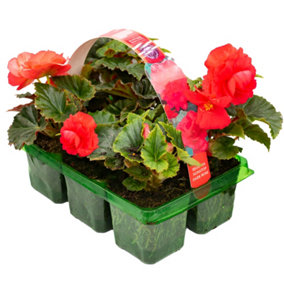 Begonia Non-Stop Dark Rose Basket Plants: Deep Elegance, Continuous Blooms, 6 Pack Charm (Ideal for Baskets)