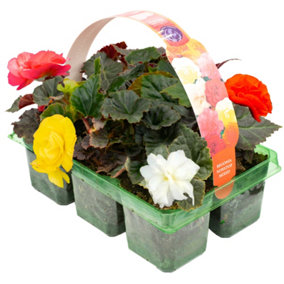 Begonia Non-Stop Mixed Basket Plants: Vibrant Color Mix, Continuous Blooms, 6 Pack Diversity (Ideal for Baskets)