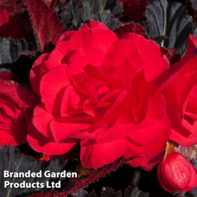 Begonia Non Stop Mocca Cherry 15 Garden Ready Plants