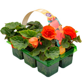 Begonia Non-Stop Orange Basket Plants: Warm Vibrancy, Continuous Blooms, 6 Pack Brilliance (Ideal for Baskets)