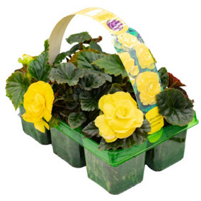 Begonia Non-Stop Yellow Basket Plants: Sunny Blooms, Continuous Color, 6 Pack Brightness (Ideal for Baskets)