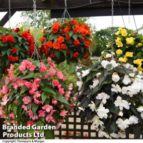 Begonia Nonstop Joy Mix 15 Garden Ready plants