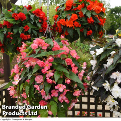 Begonia Nonstop Joy Mix 15 Garden Ready plants