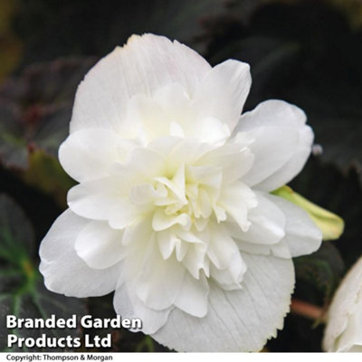 Begonia Nonstop Joy Mix 15 Garden Ready plants - 3