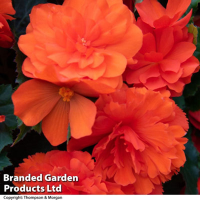 Begonia Nonstop Joy Mix 15 Garden Ready plants - 4