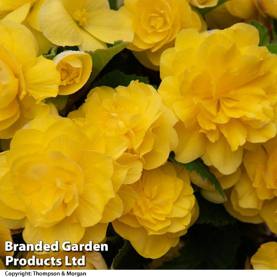 Begonia Nonstop Joy Mix 15 Garden Ready plants - 6
