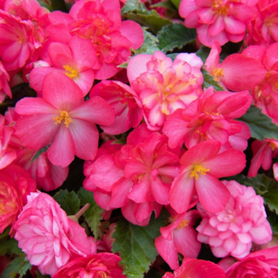 Begonia Nonstop Joy Mix 15 Garden Ready plants - 7