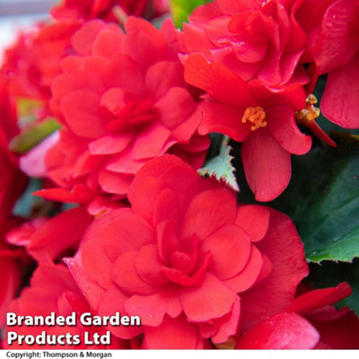 Begonia Nonstop Joy Mix 15 Garden Ready plants - 8