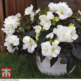Begonia Nonstop Joy Mocca White 24 Plug Plant