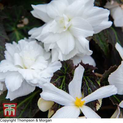 Begonia Nonstop Joy Mocca White 48 Plug Plant