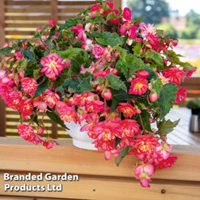 Begonia NonStop Joy Rose Picotee 15 Garden Ready Plants