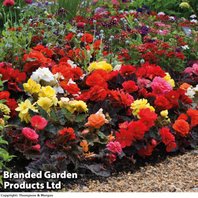 Begonia Nonstop Mocca Mix 12 Plug Plants