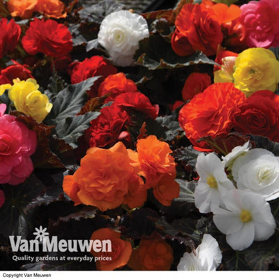 Begonia Nonstop Mocca Mix 12 Plug Plants