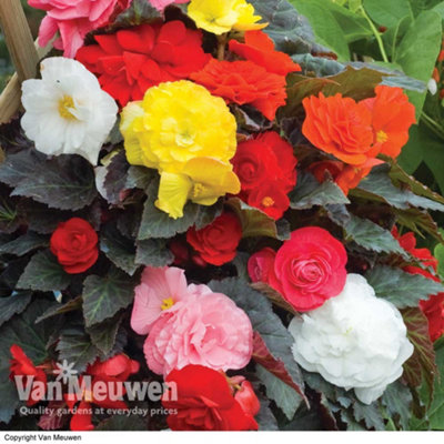 Begonia Nonstop Mocca Mix 12 Plug Plants