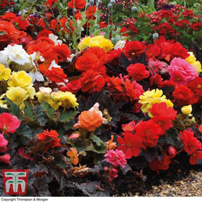 Begonia Nonstop Mocca Mix 6 Plug Plants