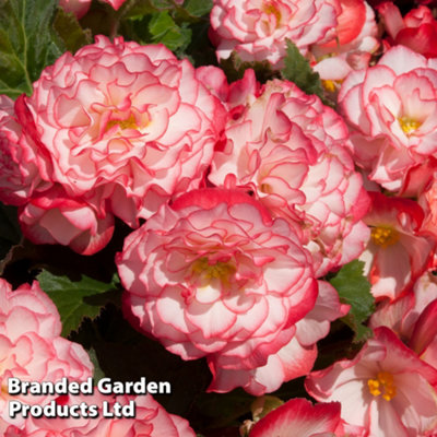 Begonia Nonstop Petticoat 15 Garden Ready Plants