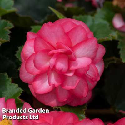 Begonia Nonstop Petticoat 15 Garden Ready Plants - 3