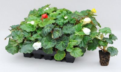 Begonia Nonstop Petticoat 15 Garden Ready Plants - 4